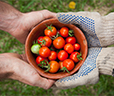 Photo of People Holding a Bowl of Tomatoes